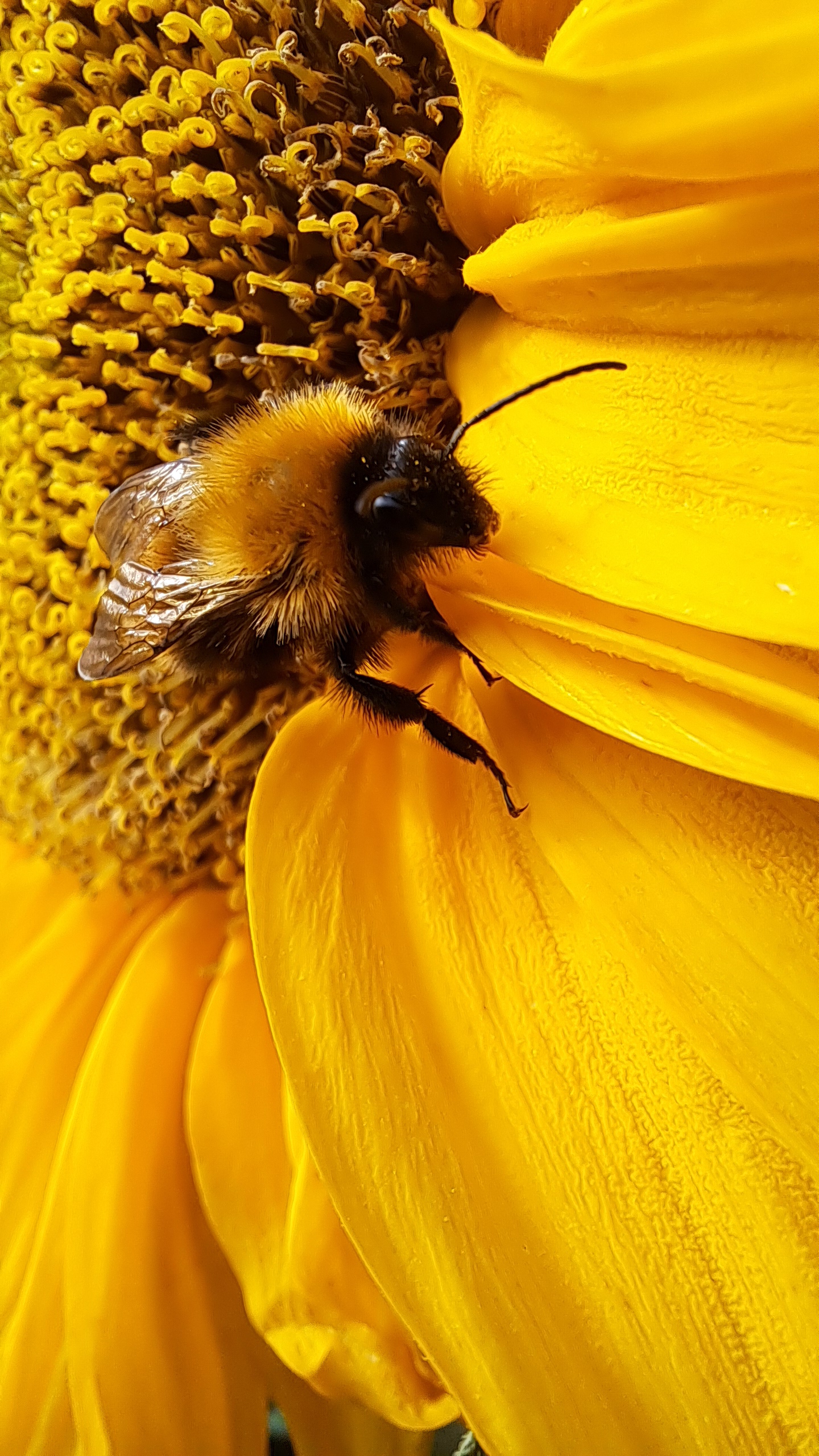 Kimalainen kävelee auringonkukassa monimuotoisessa puutarhassa.