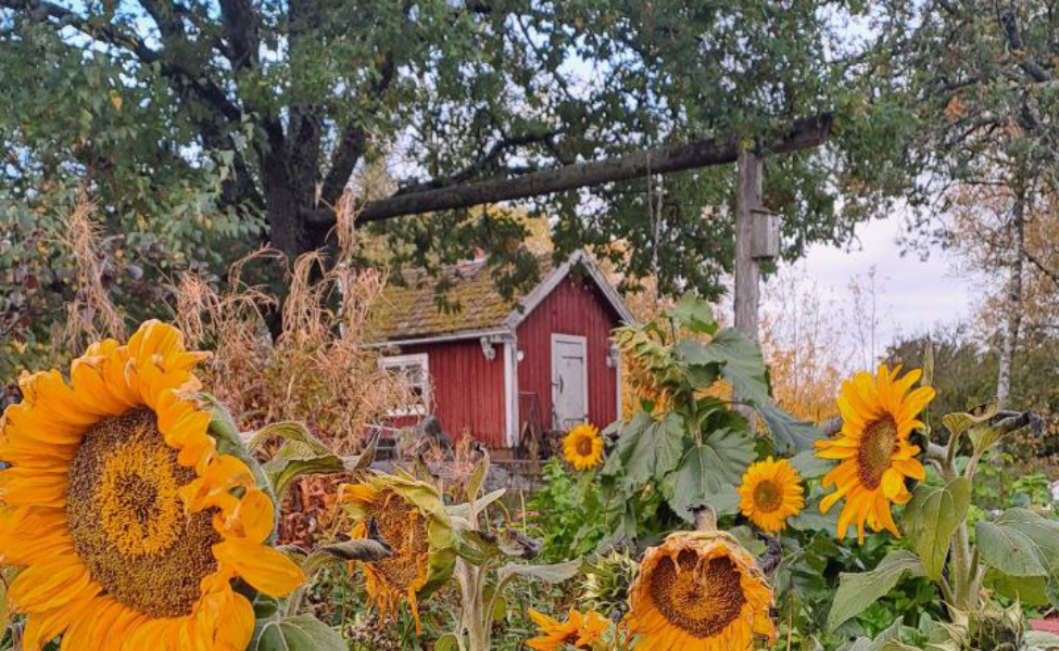 Punainen mökki metsäisen ympäristön keskellä, ympärillä vihreää luontoa ja raikasta ilmaa ja auringonkukkia.
