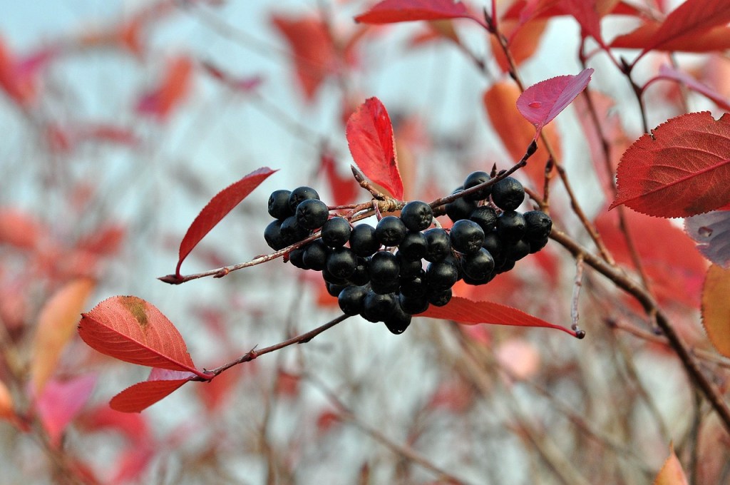 Marja-aronia – Modernin omavaraisen&nbsp;unelmapensas